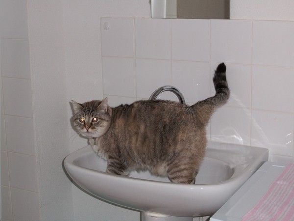 Il Est Laid Le Bidet qu il est laid le bidet Il Est Laid Le Bidet qu il est laid le bidet