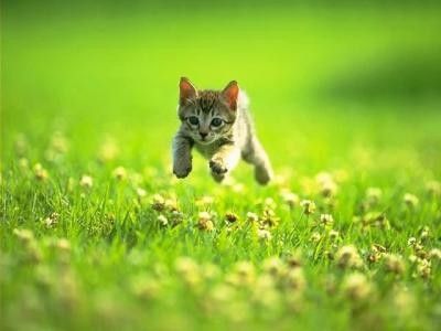 Chaton